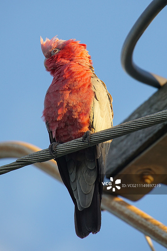 红胸凤头鹦鹉图片素材
