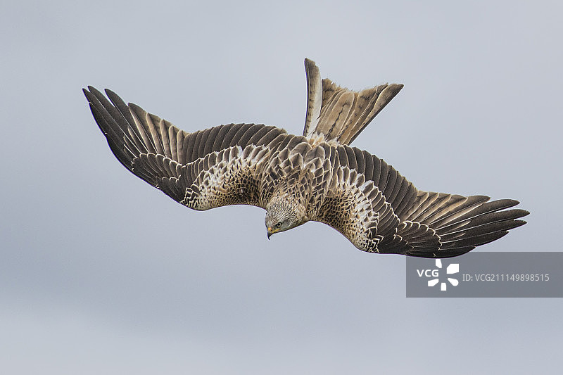 下来了！图片素材
