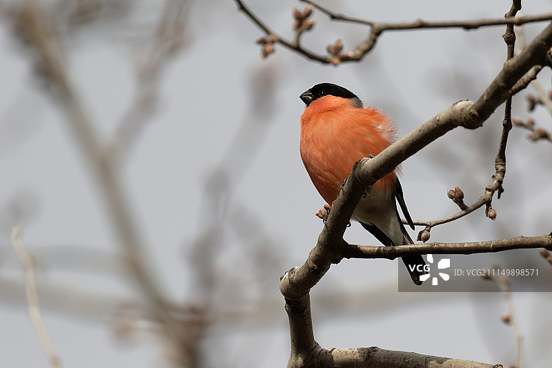 红腹灰雀图片素材