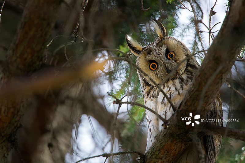 斯洛伐克的野生长耳鸮图片素材