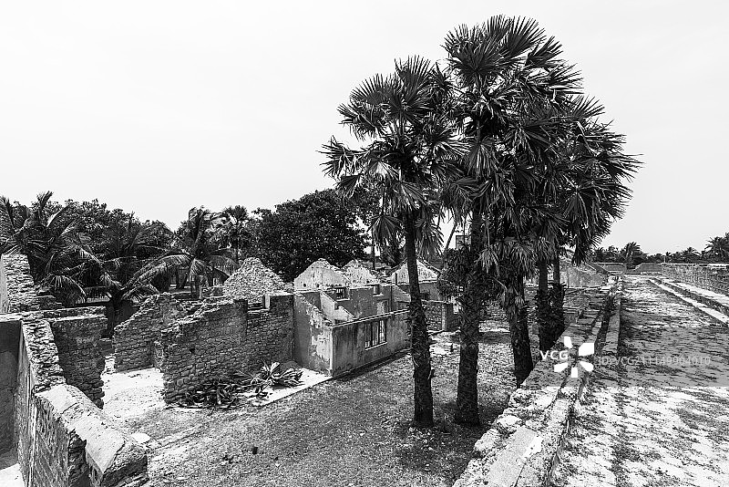 荷兰马纳尔堡的棕榈树图片素材