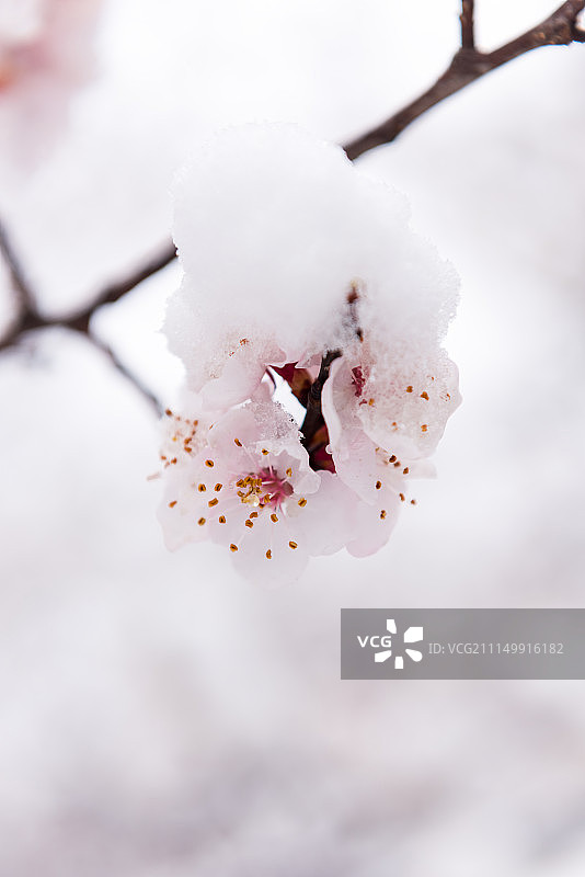 桃花盛开春雪覆盖图片素材