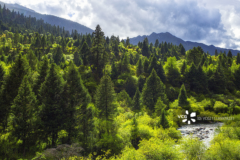 晴天雨中的林场图片素材
