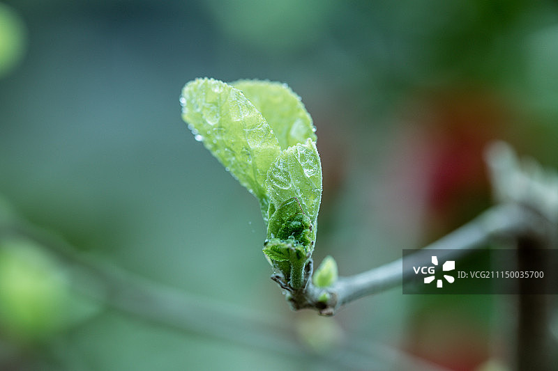 嫩芽图片素材