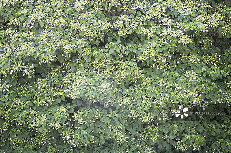 ,欧洲,绿叶图片素材