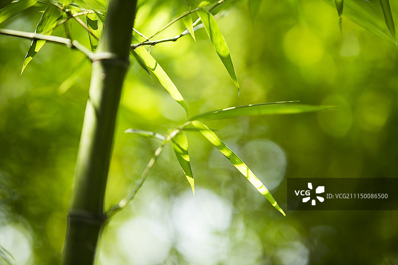 竹子,崇明岛,上海,中国,亚洲图片素材