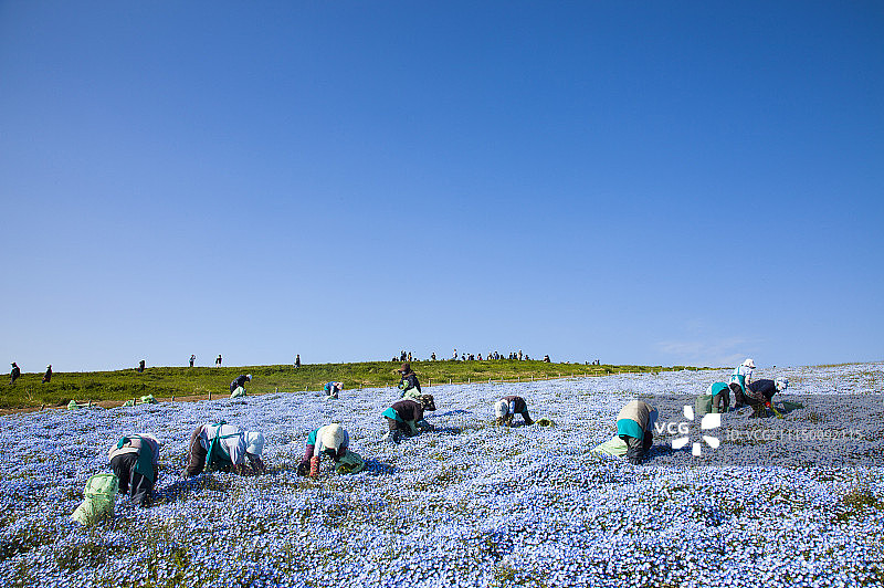 粉蝶花,喜林草,花海图片素材