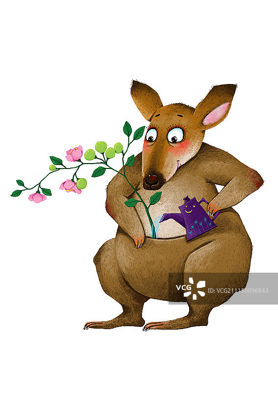 背景分离动物系列组图共3000多幅-袋鼠浇水图片素材