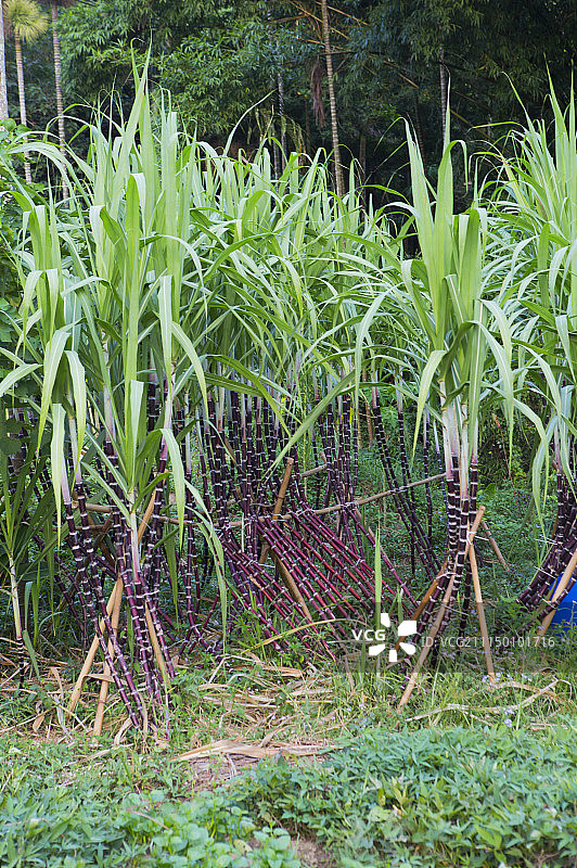 甘蔗图片素材