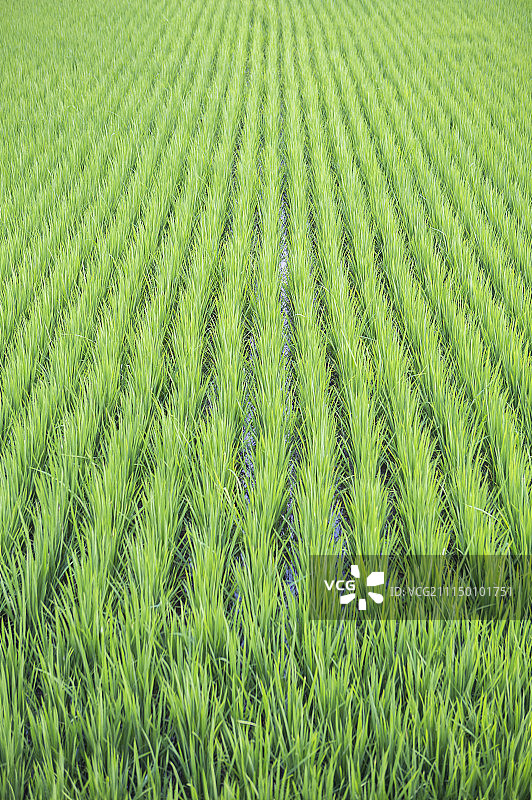 绿油油的稻田图片素材