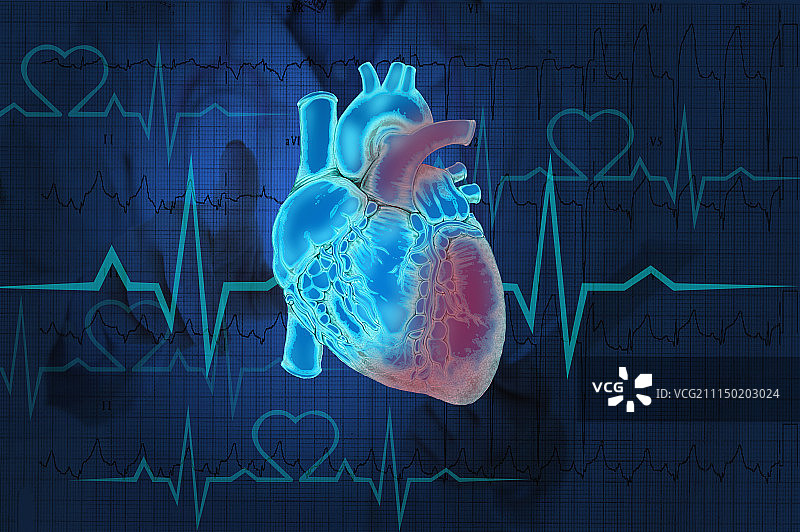 充满活力的人类心脏图片素材