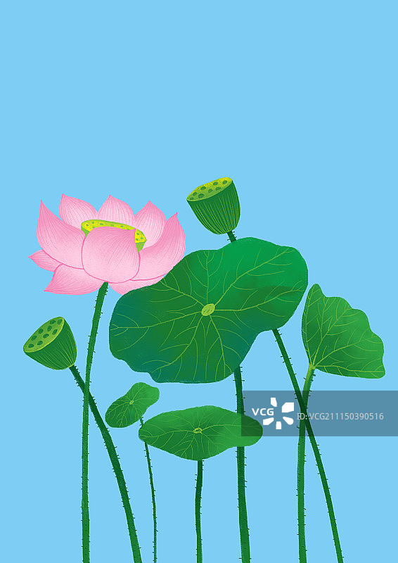 唯美背景元素组图共3000多幅-荷花荷叶莲蓬图片素材