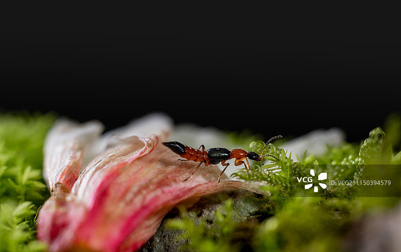 隐翅虫图片素材