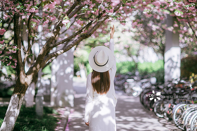 赏樱花的女孩图片素材