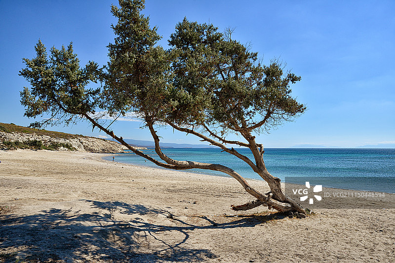 原始海滩上的刺柏树图片素材