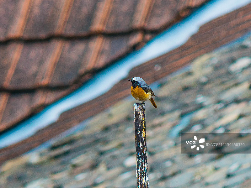 红尾鸲图片素材