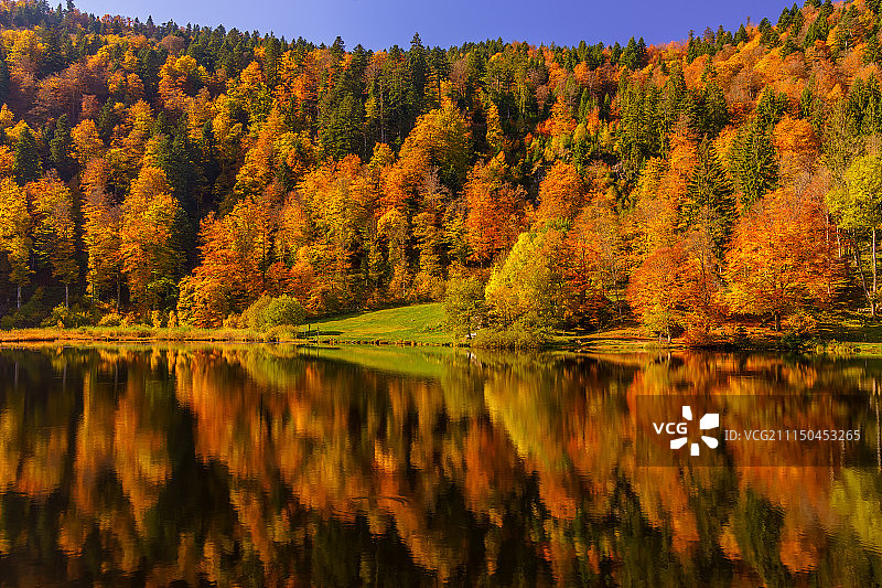 黑色森林的色彩图片素材