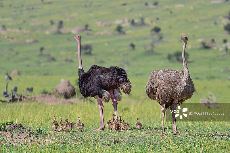 坦桑尼亚国家公园里的鸵鸟家族图片素材