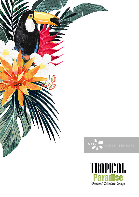 热带设计图片素材