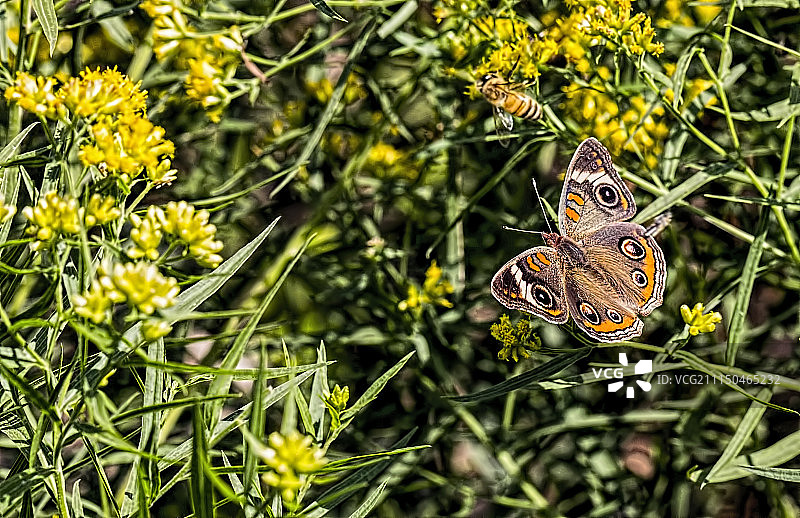 俄亥俄七叶树蛱蝶图片素材