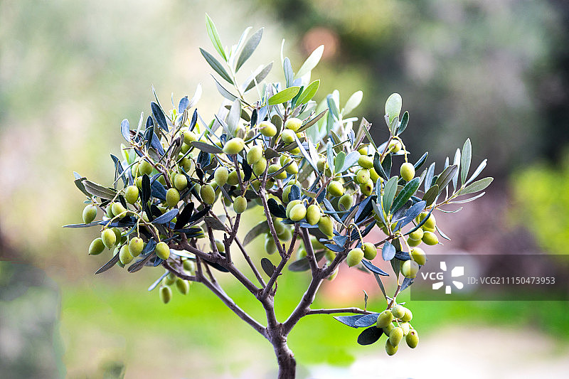 小油树图片素材