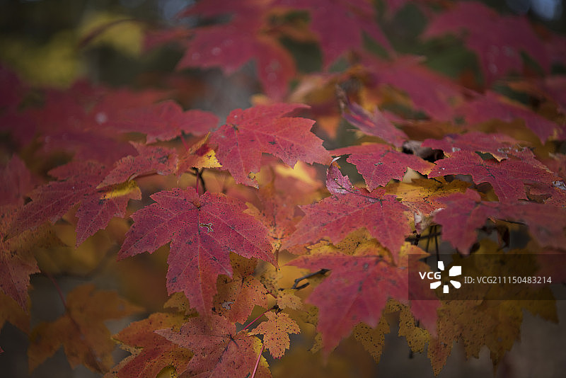 红色的叶子图片素材