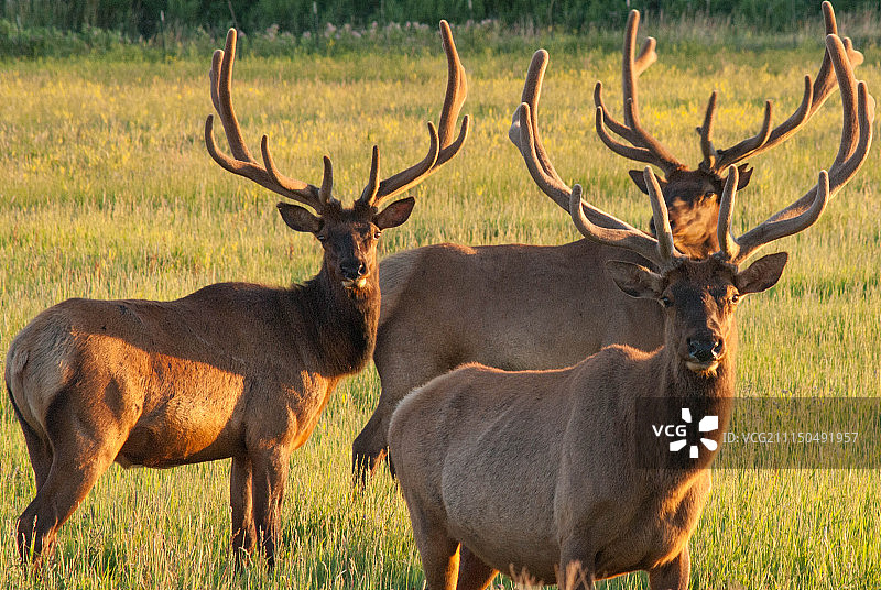 天鹅绒般的清晨图片素材