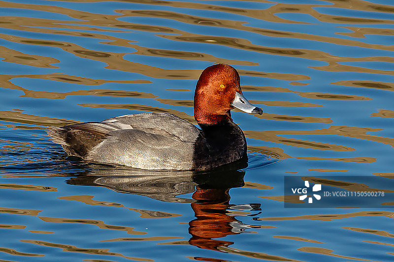 红色头发的人图片素材