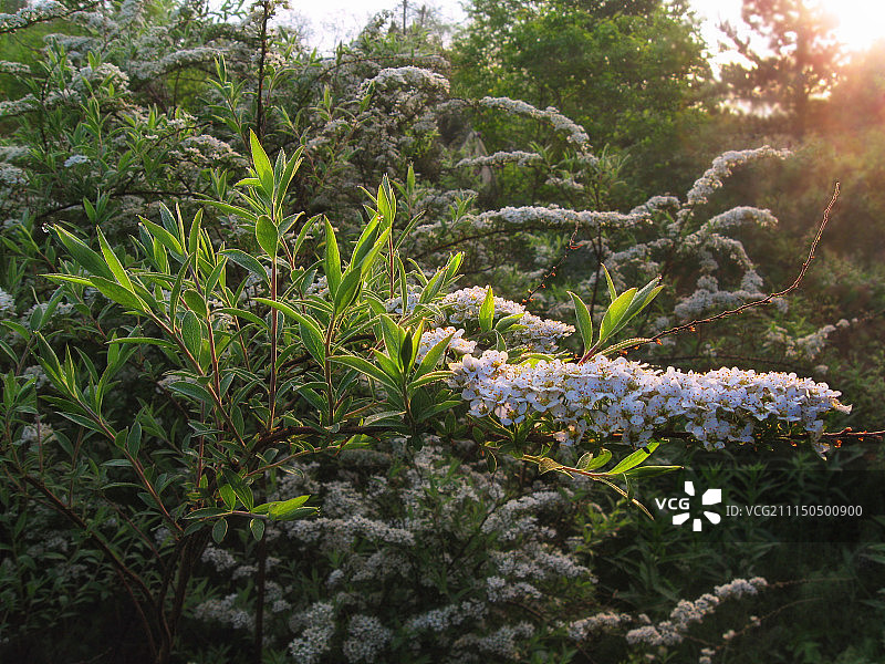 日出时盛开的喷雪花图片素材