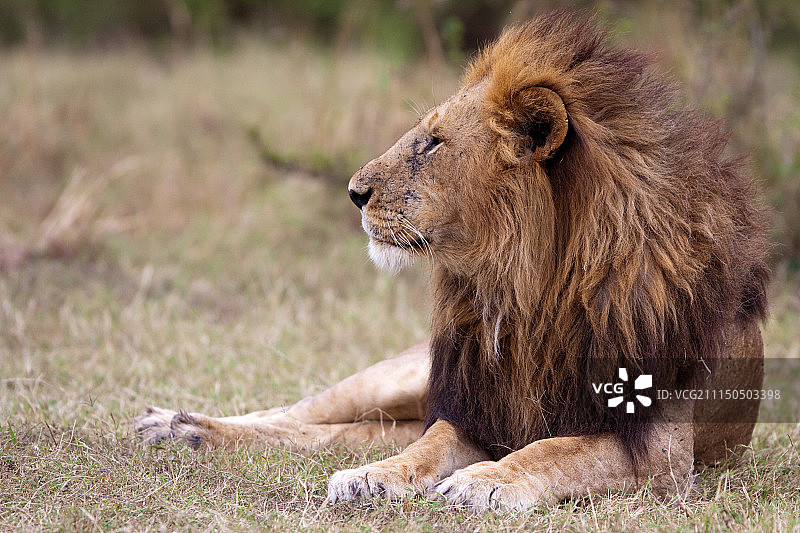 马赛马拉图片素材