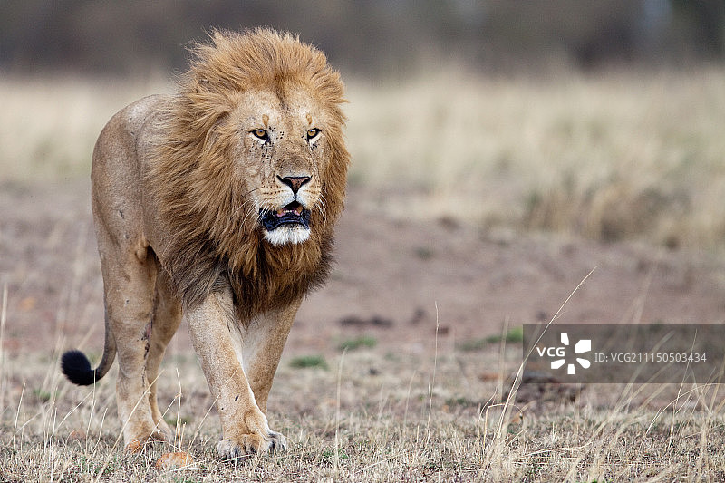 马赛马拉图片素材
