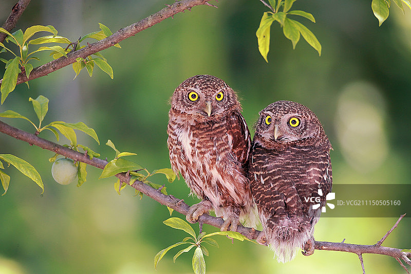 双“猫”图（斑头鵂鶹）图片素材