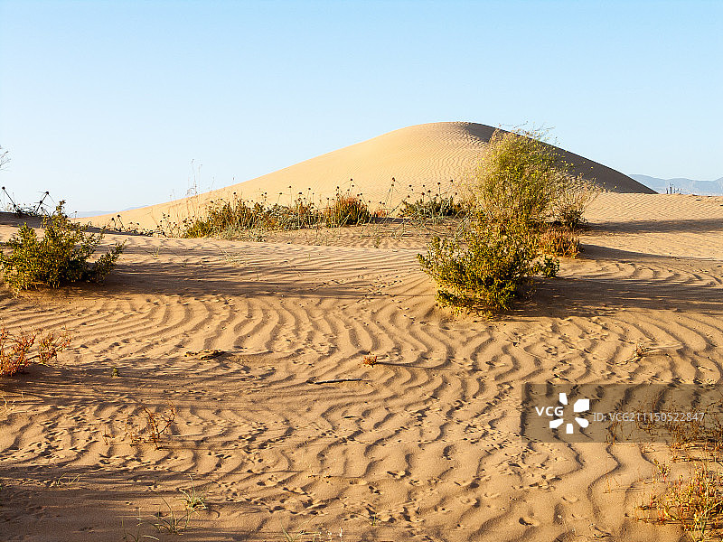 摩洛哥阿加迪尔地区大西洋沿岸的沙丘和沙漠植被图片素材
