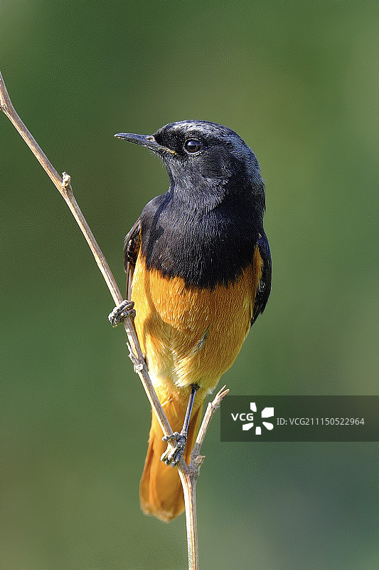 黑色红尾鸲图片素材