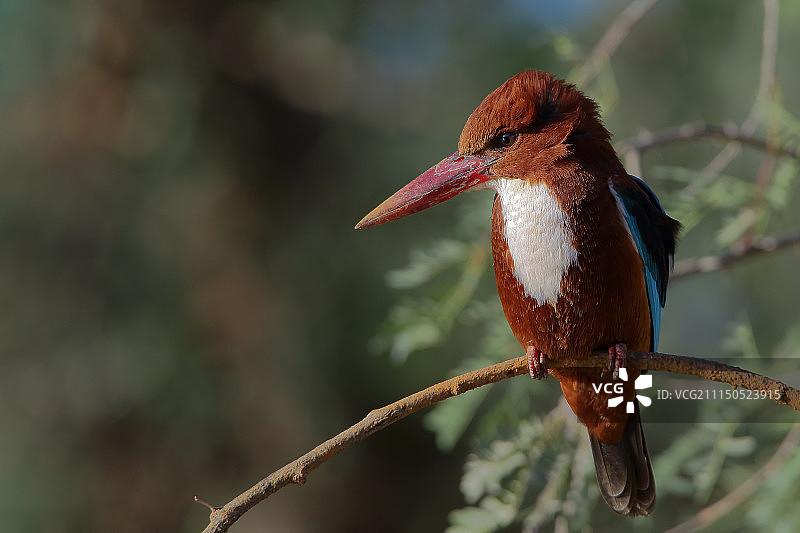 白胸翡翠图片素材