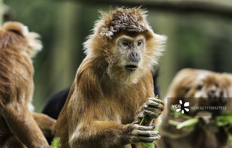 爪哇长臂猿系列图片素材