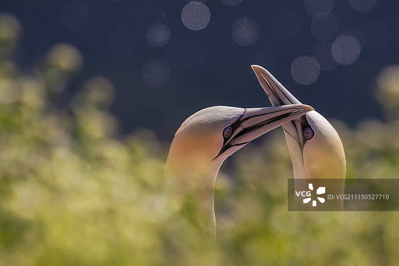 交配季节II图片素材