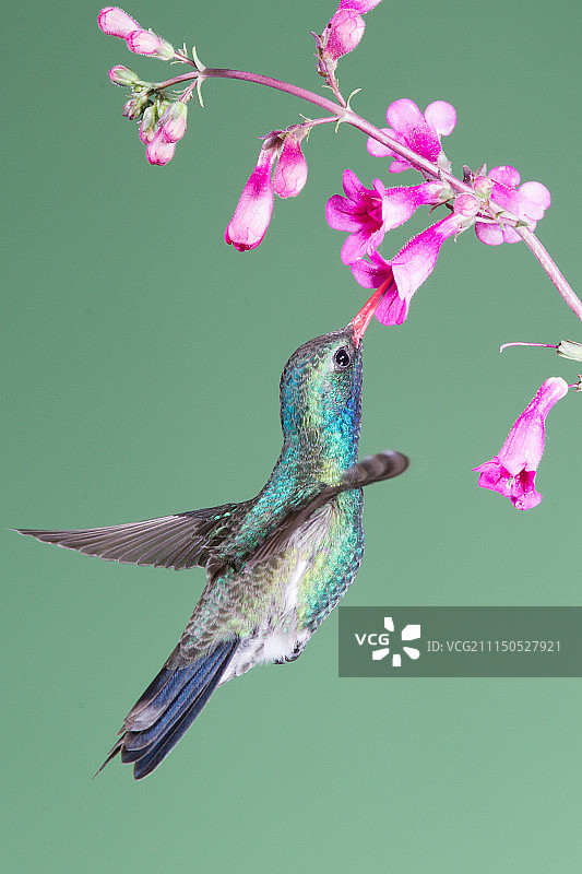 阔嘴蜂鸟图片素材