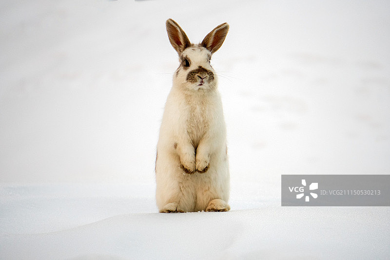 复活节兔子图片素材