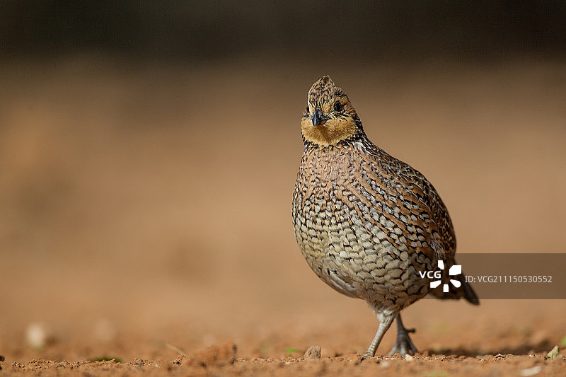 北部鹌鹑图片素材