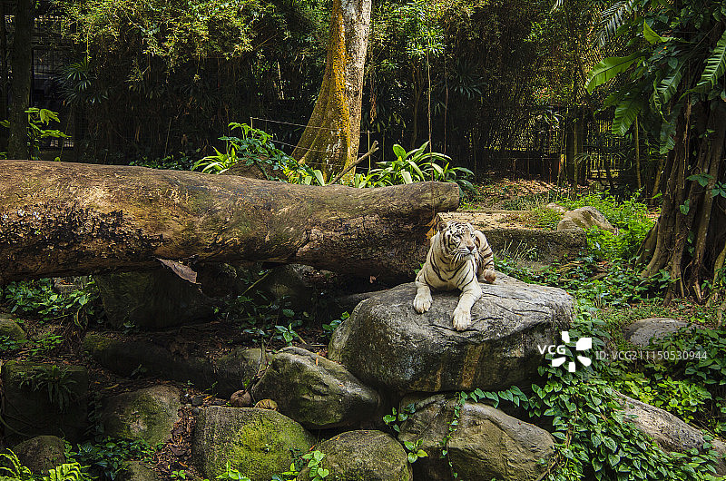 新加坡动物园的白狮图片素材