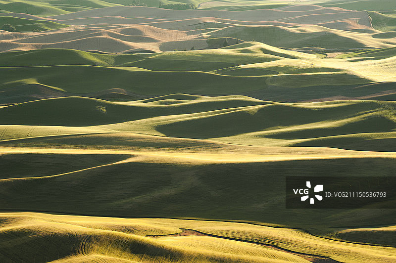 华盛顿州科尔法克斯的帕卢斯小麦丘陵图片素材