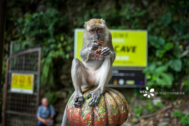 吉隆坡黑风洞附近的猴子图片素材