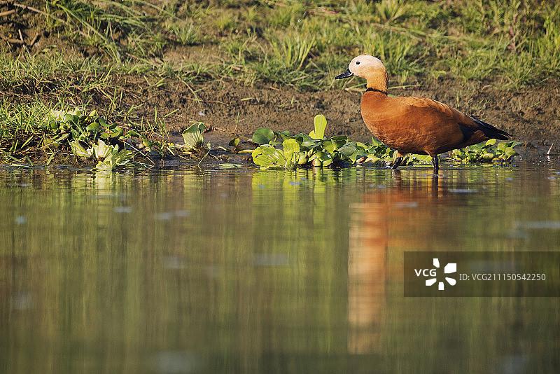 赤麻鸭图片素材
