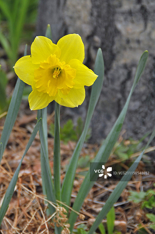你好，黄色图片素材