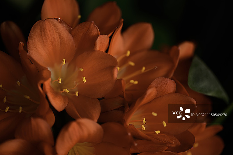 傍晚君子兰图片素材