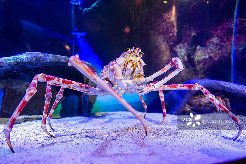 吉隆坡水族公园里的螃蟹图片素材