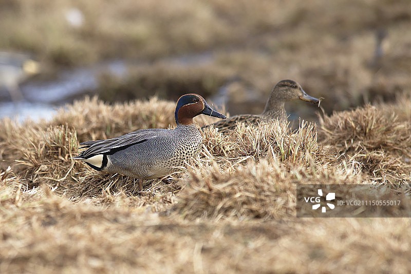 普通绿头鸭图片素材