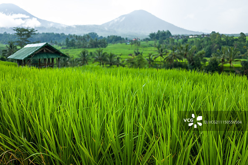印度尼西亚巴厘岛德格拉朗梯田图片素材