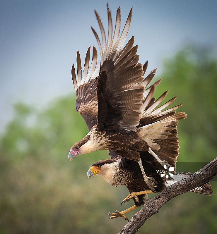 两只卡拉鹰在飞行图片素材